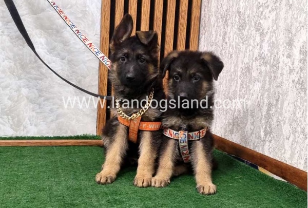 twlh-zhrmn-shprd-german-shepherd-151_4