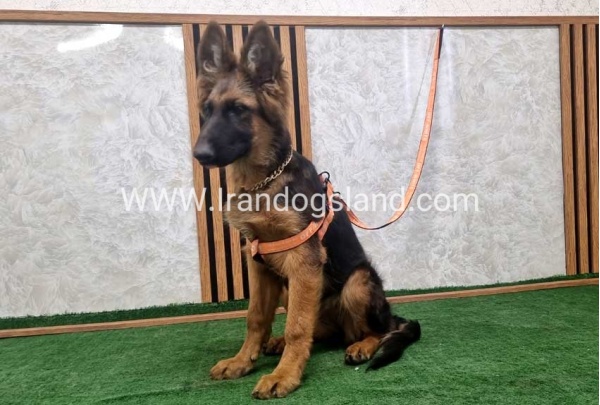 twlh-zhrmn-shprd-german-shepherd-152_1