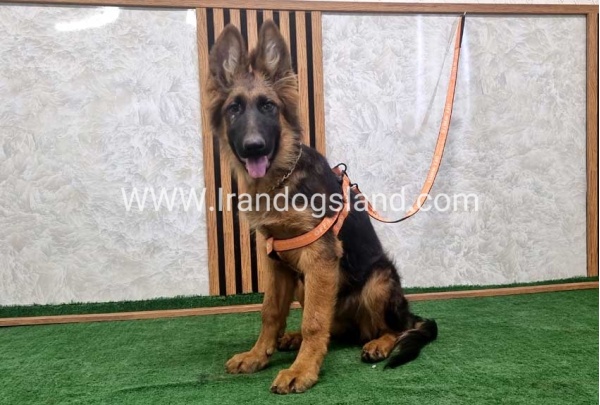 twlh-zhrmn-shprd-german-shepherd-152_2