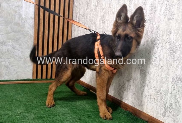 twlh-zhrmn-shprd-german-shepherd-152_3
