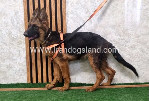 twlh-zhrmn-shprd-german-shepherd-152_4