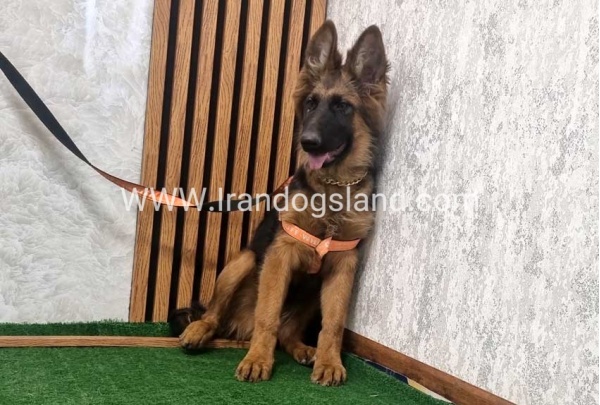 twlh-zhrmn-shprd-german-shepherd-152_5