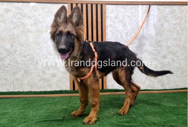 twlh-zhrmn-shprd-german-shepherd-152_6
