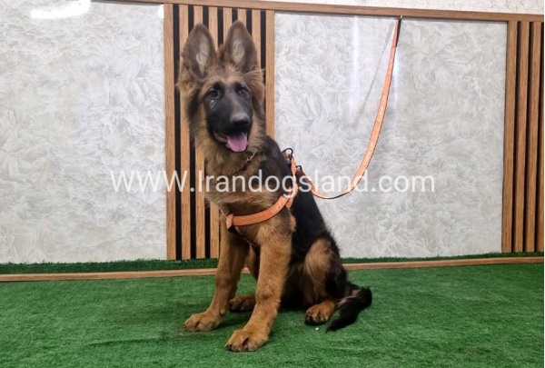 twlh-zhrmn-shprd-german-shepherd-152_7