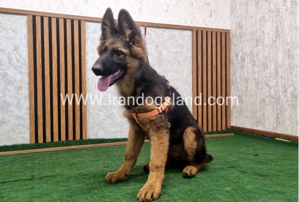 twlh-zhrmn-shprd-german-shepherd-153_1