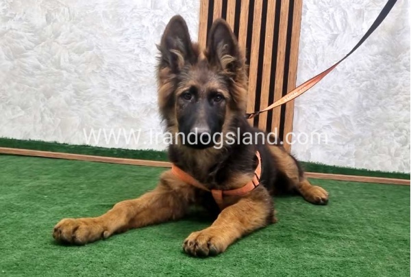 twlh-zhrmn-shprd-german-shepherd-153_2