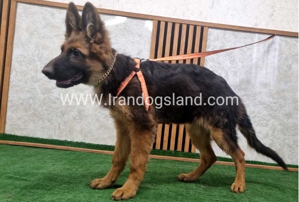twlh-zhrmn-shprd-german-shepherd-153_3