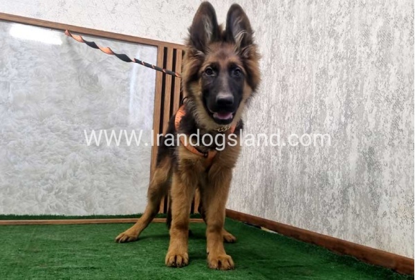 twlh-zhrmn-shprd-german-shepherd-153_4