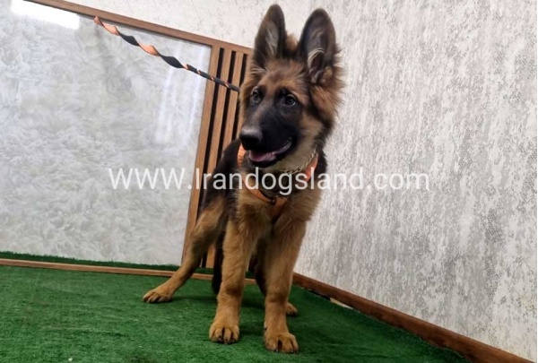 twlh-zhrmn-shprd-german-shepherd-153_5
