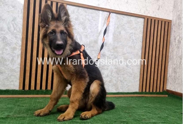 twlh-zhrmn-shprd-german-shepherd-153_6