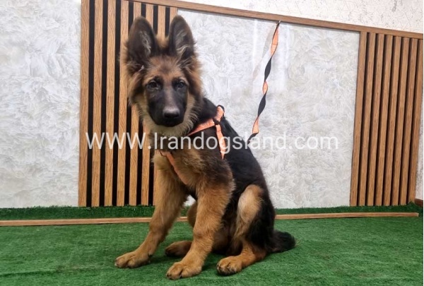 twlh-zhrmn-shprd-german-shepherd-153_7