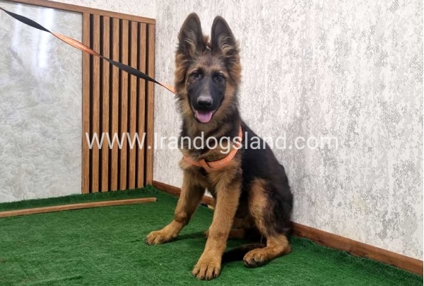 twlh-zhrmn-shprd-german-shepherd-154_1