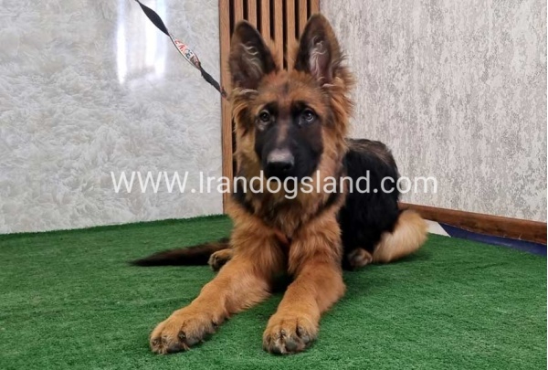 twlh-zhrmn-shprd-german-shepherd-154_10