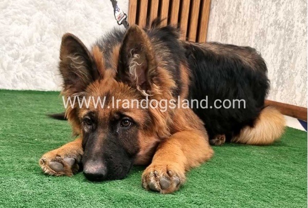 twlh-zhrmn-shprd-german-shepherd-154_11
