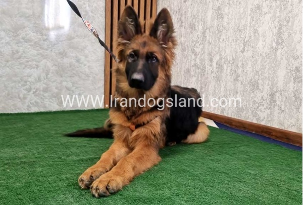 twlh-zhrmn-shprd-german-shepherd-154_12