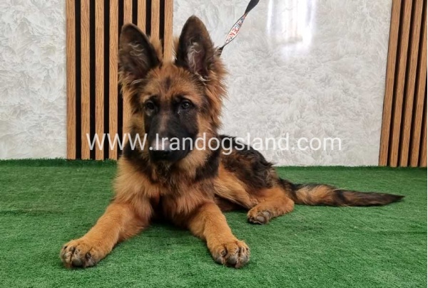 twlh-zhrmn-shprd-german-shepherd-154_13