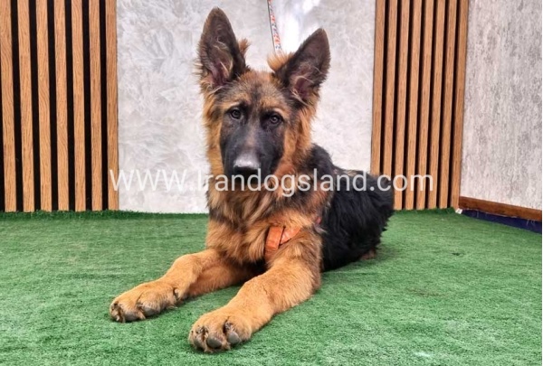 twlh-zhrmn-shprd-german-shepherd-154_14