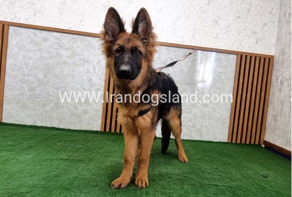 twlh-zhrmn-shprd-german-shepherd-154_1_314711359
