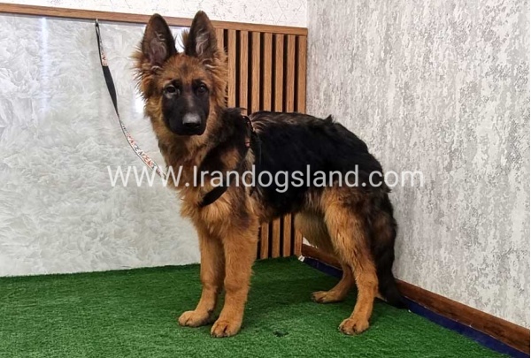 twlh-zhrmn-shprd-german-shepherd-154_2_1918942821