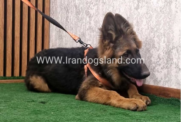 twlh-zhrmn-shprd-german-shepherd-154_3
