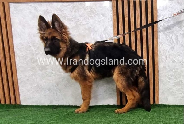 twlh-zhrmn-shprd-german-shepherd-154_3_1968559847