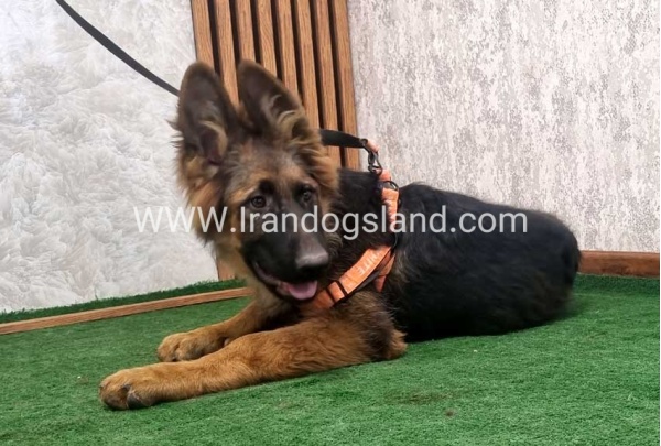 twlh-zhrmn-shprd-german-shepherd-154_4