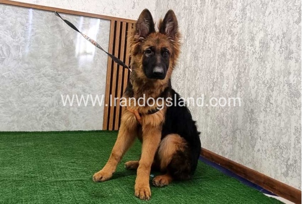 twlh-zhrmn-shprd-german-shepherd-154_4_1275802936