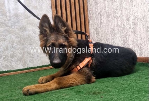 twlh-zhrmn-shprd-german-shepherd-154_5