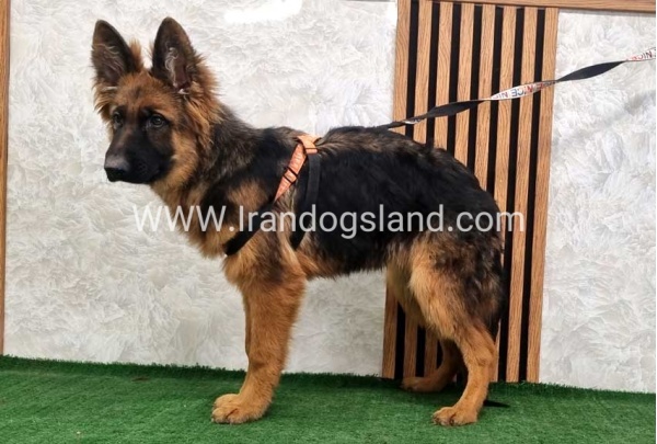 twlh-zhrmn-shprd-german-shepherd-154_5_1499001762