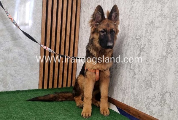 twlh-zhrmn-shprd-german-shepherd-154_6