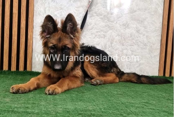 twlh-zhrmn-shprd-german-shepherd-154_8