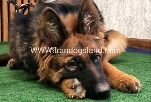 twlh-zhrmn-shprd-german-shepherd-154_9