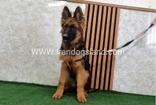 twlh-zhrmn-shprd-german-shepherd-155_1