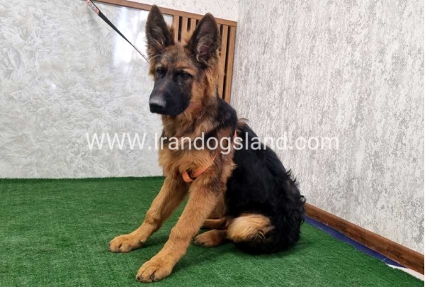 twlh-zhrmn-shprd-german-shepherd-155_10