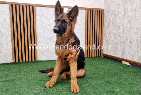 twlh-zhrmn-shprd-german-shepherd-155_11