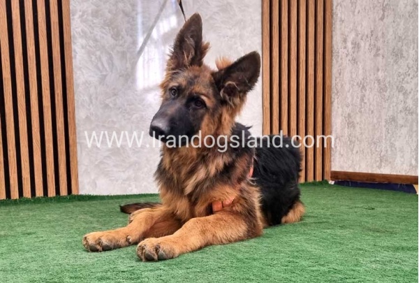 twlh-zhrmn-shprd-german-shepherd-155_12