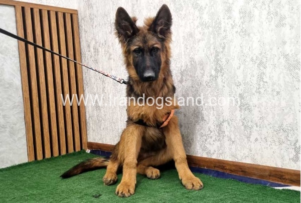 twlh-zhrmn-shprd-german-shepherd-155_13
