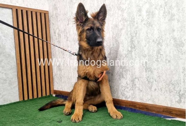 twlh-zhrmn-shprd-german-shepherd-155_14