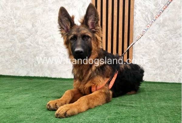 twlh-zhrmn-shprd-german-shepherd-155_15