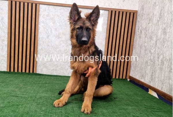 twlh-zhrmn-shprd-german-shepherd-155_16