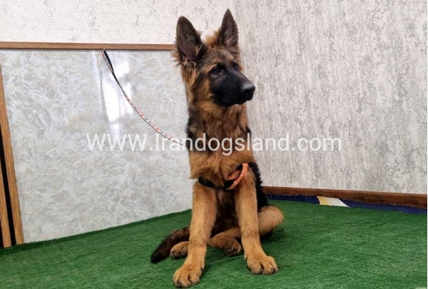 twlh-zhrmn-shprd-german-shepherd-155_17