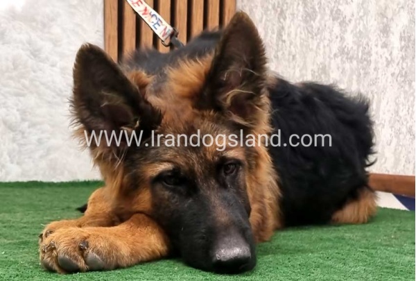 twlh-zhrmn-shprd-german-shepherd-155_18