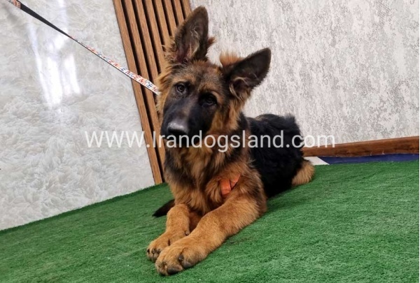 twlh-zhrmn-shprd-german-shepherd-155_19