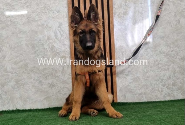 twlh-zhrmn-shprd-german-shepherd-155_2