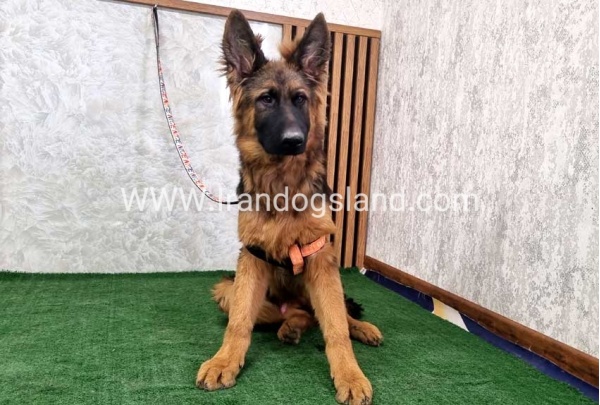 twlh-zhrmn-shprd-german-shepherd-155_3