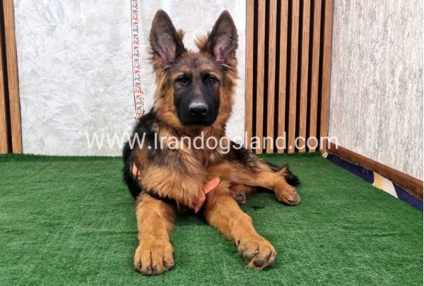twlh-zhrmn-shprd-german-shepherd-155_5