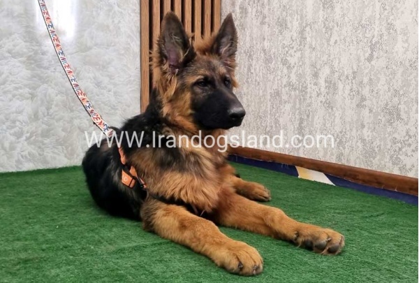 twlh-zhrmn-shprd-german-shepherd-155_6