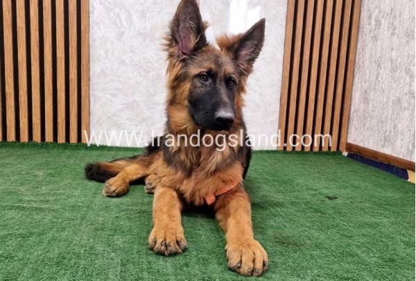 twlh-zhrmn-shprd-german-shepherd-155_7
