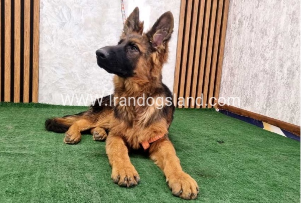 twlh-zhrmn-shprd-german-shepherd-155_8