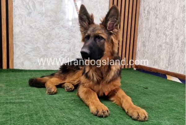 twlh-zhrmn-shprd-german-shepherd-155_9